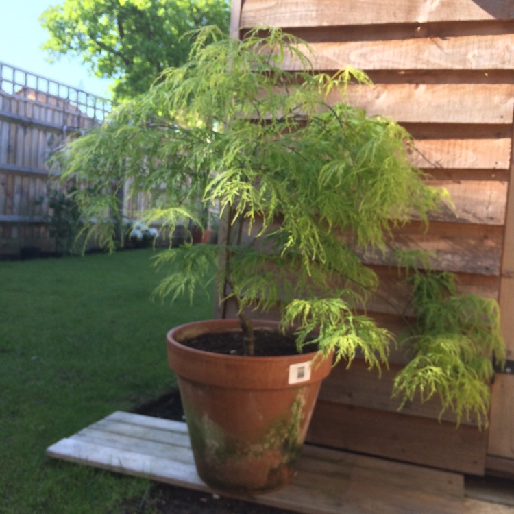 Plant image Acer palmatum 'Dissectum Viride Group' (Dissectum Group) syn. Acer palmatum var. dissectum 'Dissectum Viride Group', Acer palmatum 'Dissectum Viridis', Acer 'Viridis'