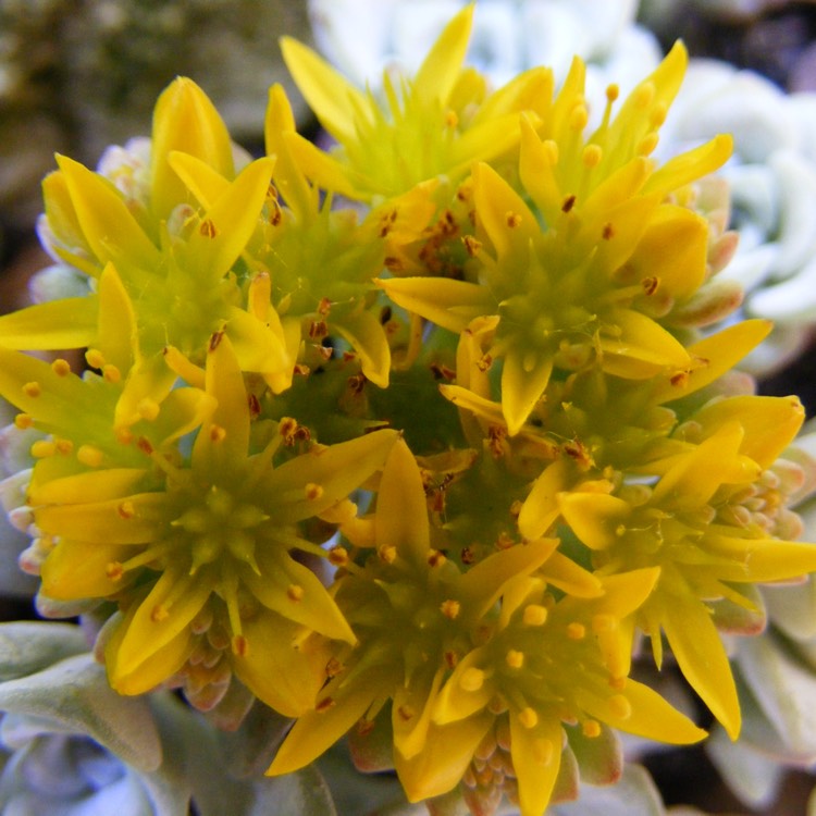 Plant image Sedum 'Rose Carpet'