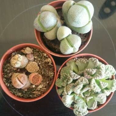 Lithops