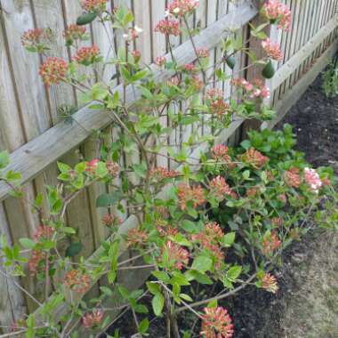 Viburnum tinus 'Anvi' syn. Viburnum tinus 'Spirit'