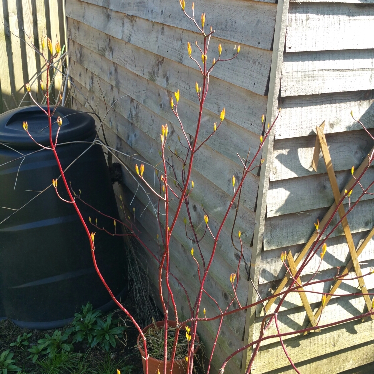 Plant image Cornus sanguinea 'Winter flame'