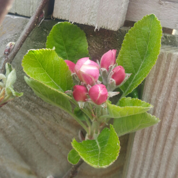 Plant image Malus domestica 'Joy's Apple'