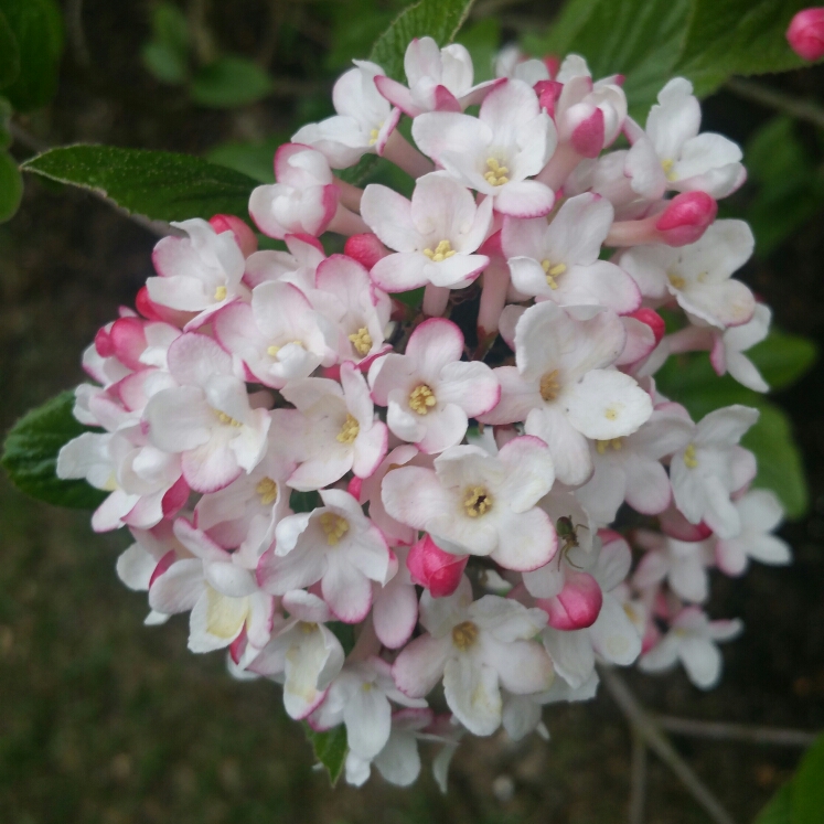 Plant image Viburnum tinus 'Anvi' syn. Viburnum tinus 'Spirit'