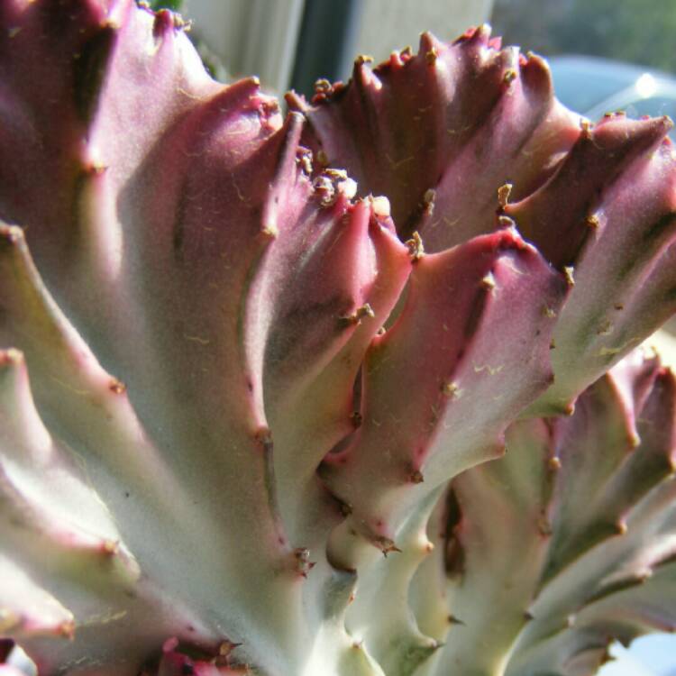 Plant image Euphorbia lactea 'Rainbow Crest'