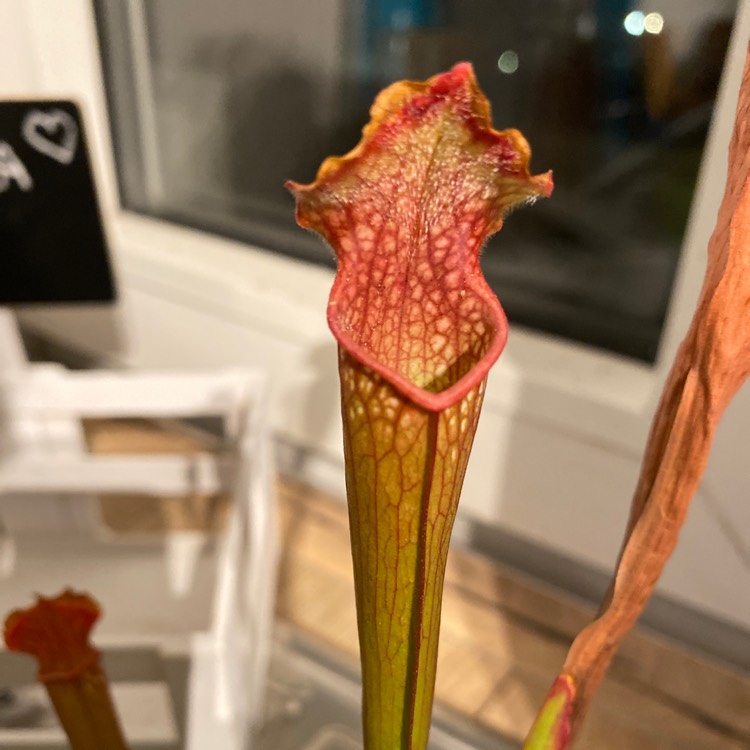 Plant image Sarracenia x mitchelliana 'Bella'  syn. Juthatip Soper x Sarracenia leucophylla