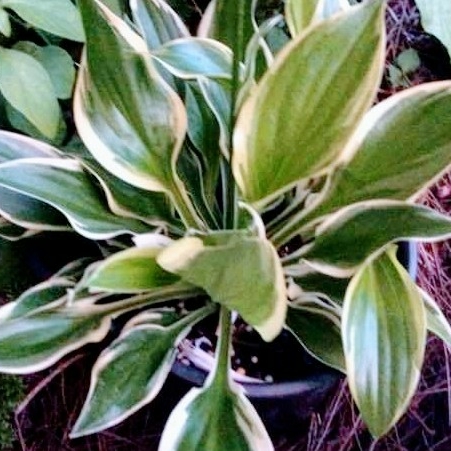 Plant image Hosta 'Aureomarginata' (ventricosa) syn. Hosta ventricosa 'Aureomarginata', Hosta 'Variegata' (ventricosa), Hosta 'Ventricosa Variegata'