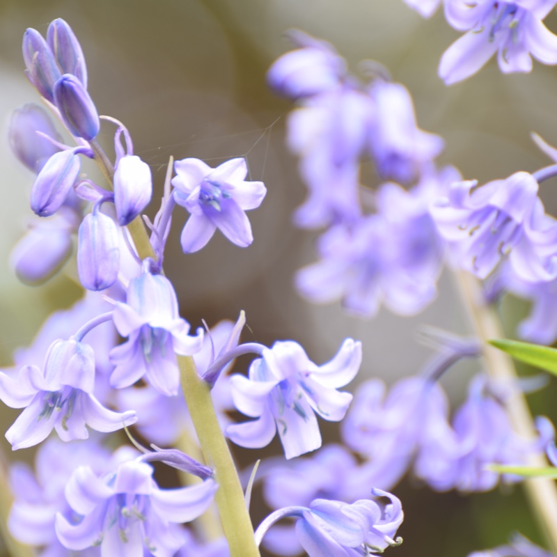 Hyacinthoides non-scripta