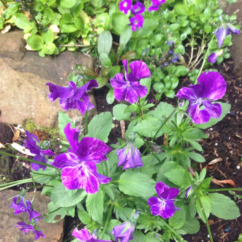 Plant image Viola 'Columbine'