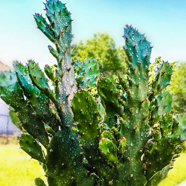 Plant image Opuntia monacantha