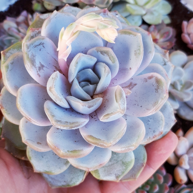 Plant image Echeveria Snow Bunny