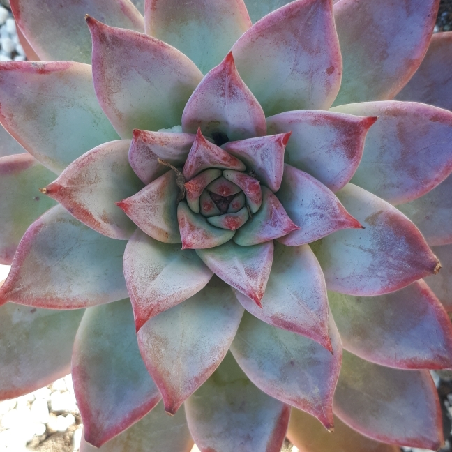 Plant image Echeveria Colorata fa. Brandtii