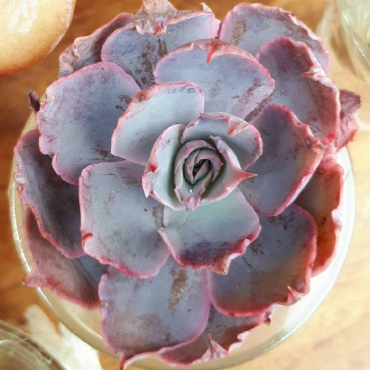 Plant image Echeveria Pinky