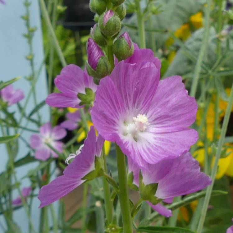 Plant image Sidalcea hybrida 'Party Girl'