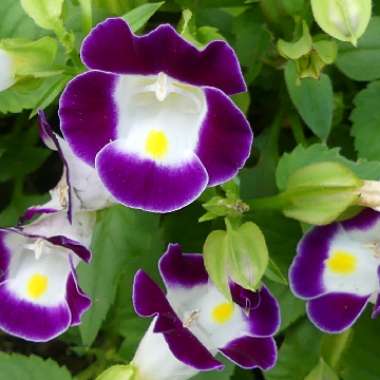 Torenia fournieri