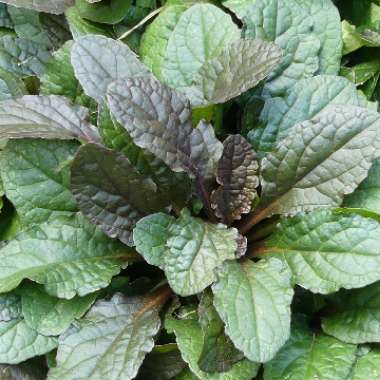 Ajuga reptans 'Braunherz'