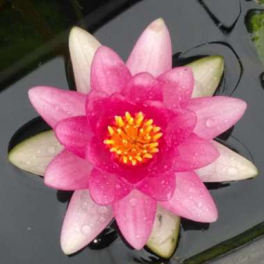 Nymphaea