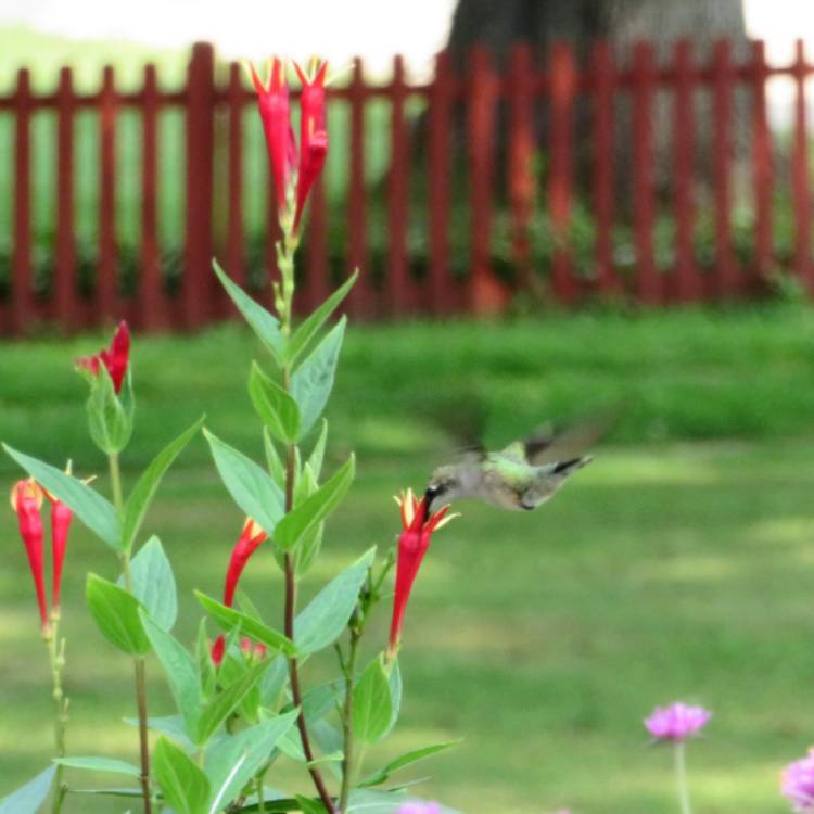 Plant image Spigelia