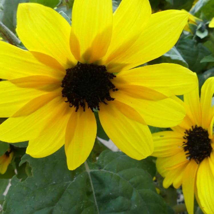 Plant image Helianthus annuus 'Ballad'