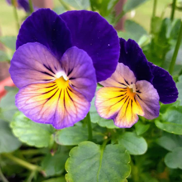 Plant image Viola cornuta 'Celestial™ Northern Lights'