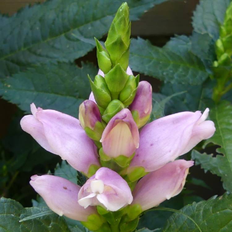 Plant image Chelone lyonii 'Hot Lips'