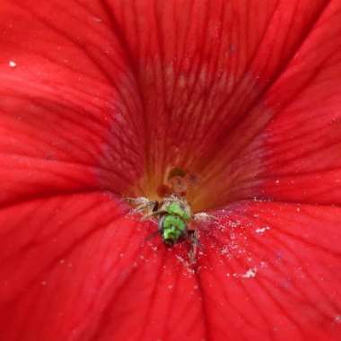 Petunia Surfinia 'Red'