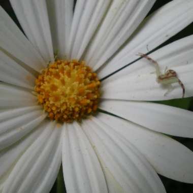 Osteospermum Ecklonis 'Voltage White '