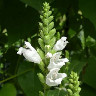 Physostegia virginiana 'Crystal Peak White'