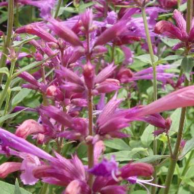 Agastache aurantiaca 'Sweet Lili'