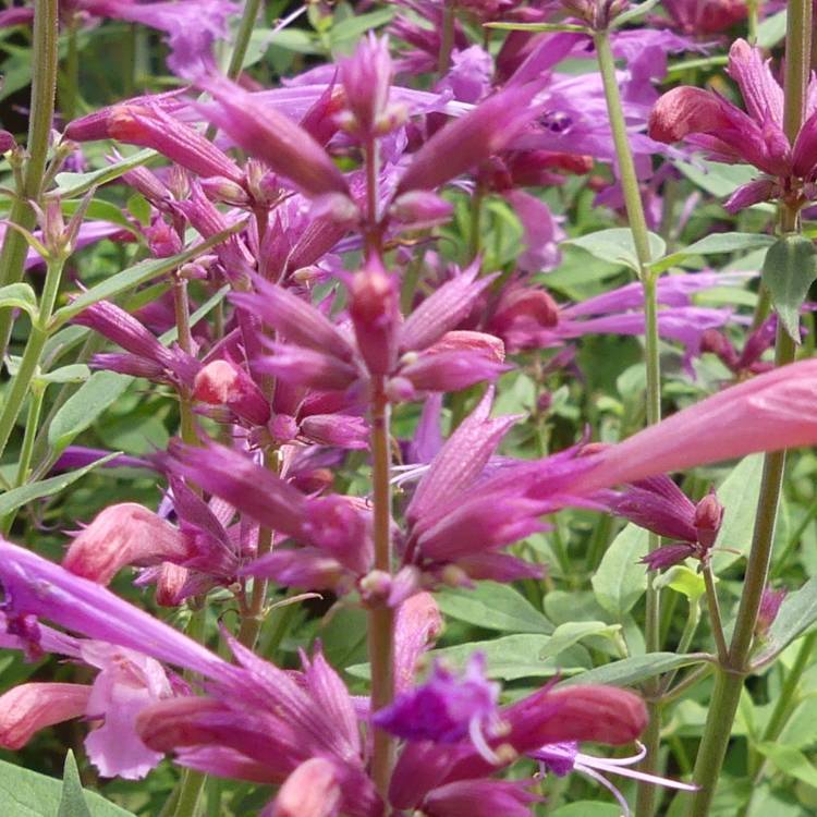 Plant image Agastache aurantiaca 'Sweet Lili'