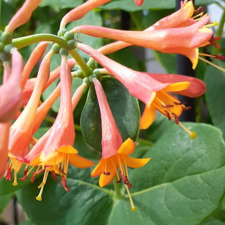 Plant image Lonicera 'Mandarin'