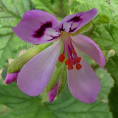 Pelargonium 'Citronella'