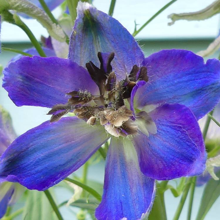 Plant image Delphinium 'Magic Fountains Dark Blue Black Bee'