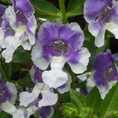 Angelonia Angustifolia