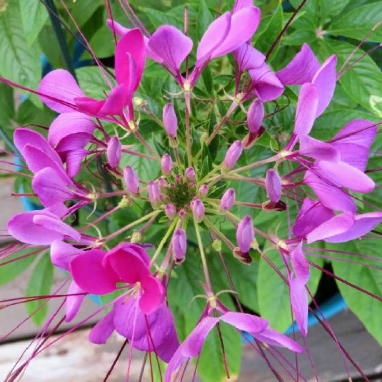 Plant image Cleome Violet Queen