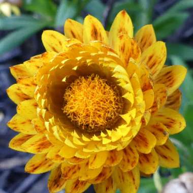 Xerochrysum bracteatum  syn. Helichrysum bracteatum, Bracteantha bracteata