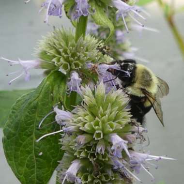 Agastache