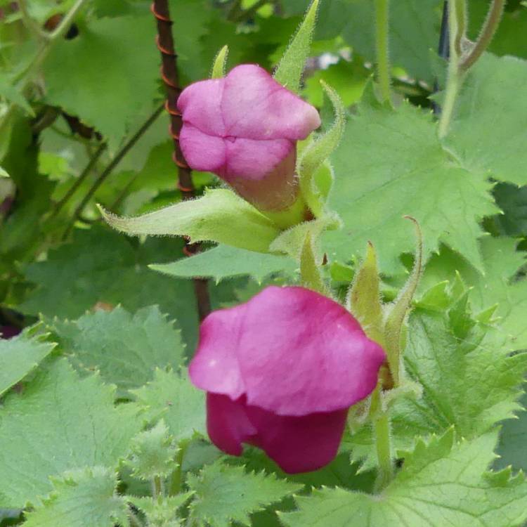 Plant image Lophospermum erubescens