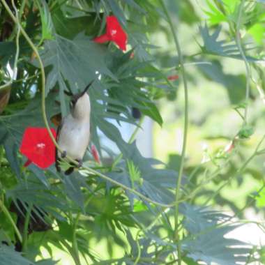 Ipomoea quamoclit  syn. Quamoclit pennata