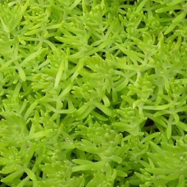 Sedum Rupestre 'Lemon Coral'