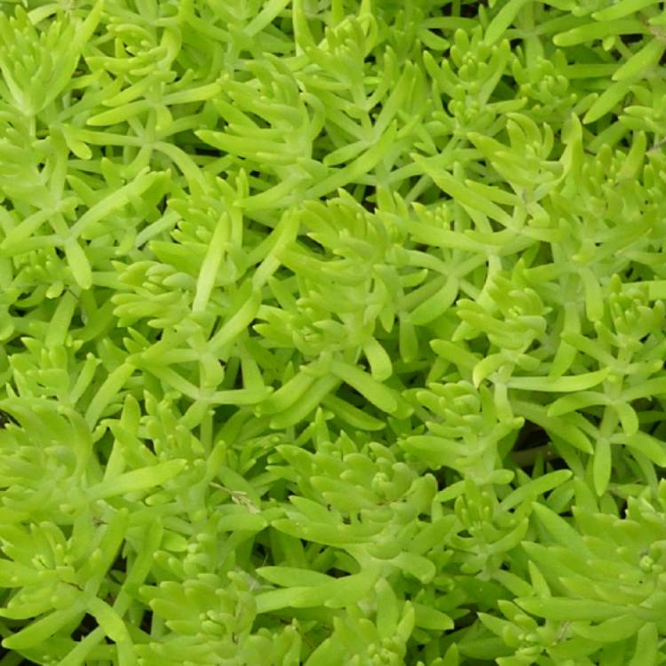 Plant image Sedum Rupestre 'Lemon Coral'