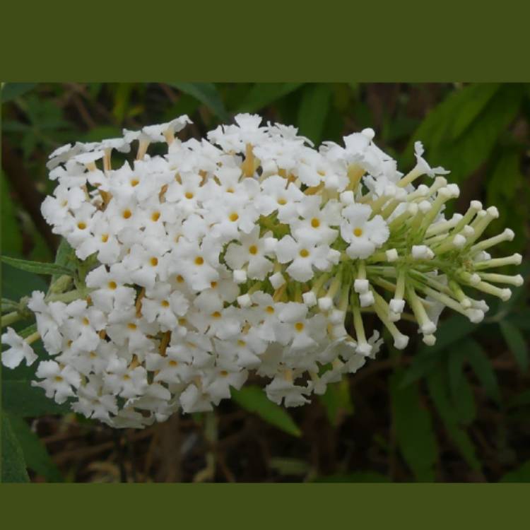 Plant image Buddleja 'Hinebud3' syn. Buddleja 'Dreaming White'