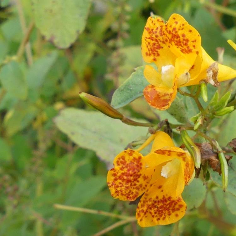 Plant image Impatiens capensis