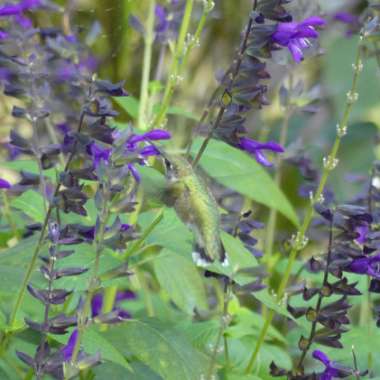 Salvia 'Mirage Deep Purple'