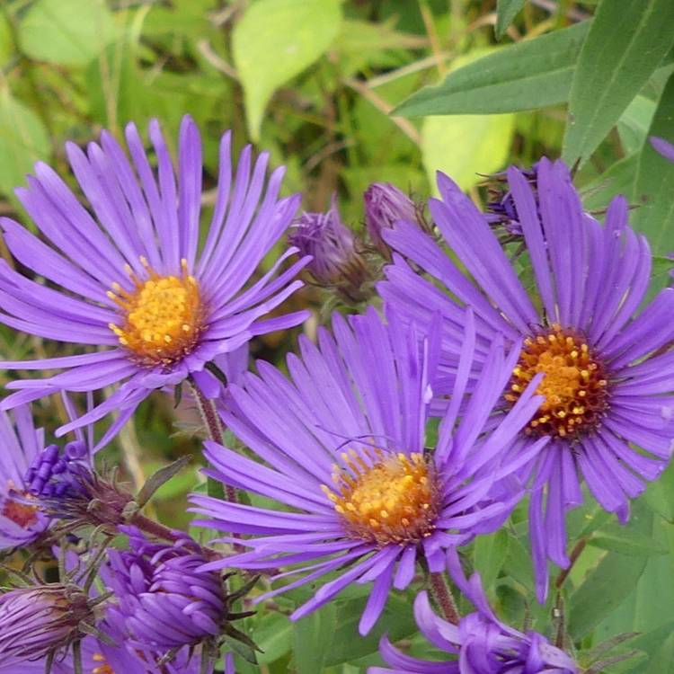 Plant image Symphyotrichum novae-angliae