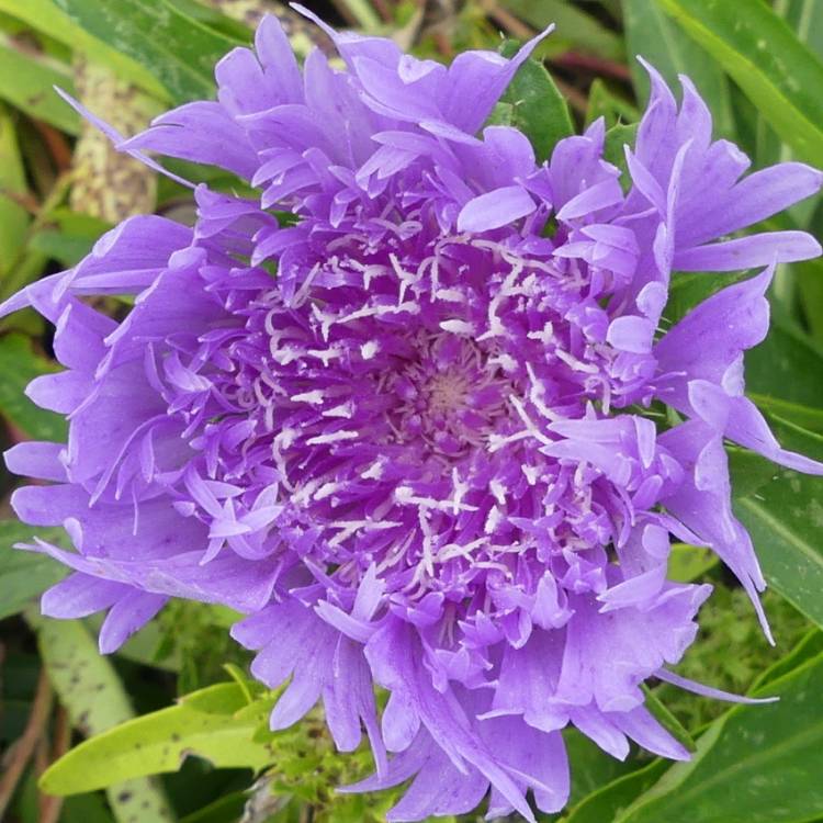 Plant image Stokesia laevis