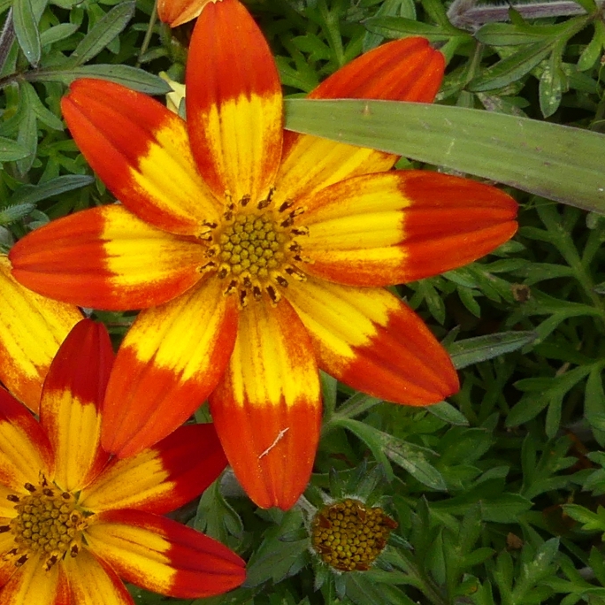 Plant image Bidens