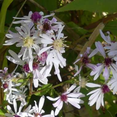 Aster lateriflorus 'Horizontalis'