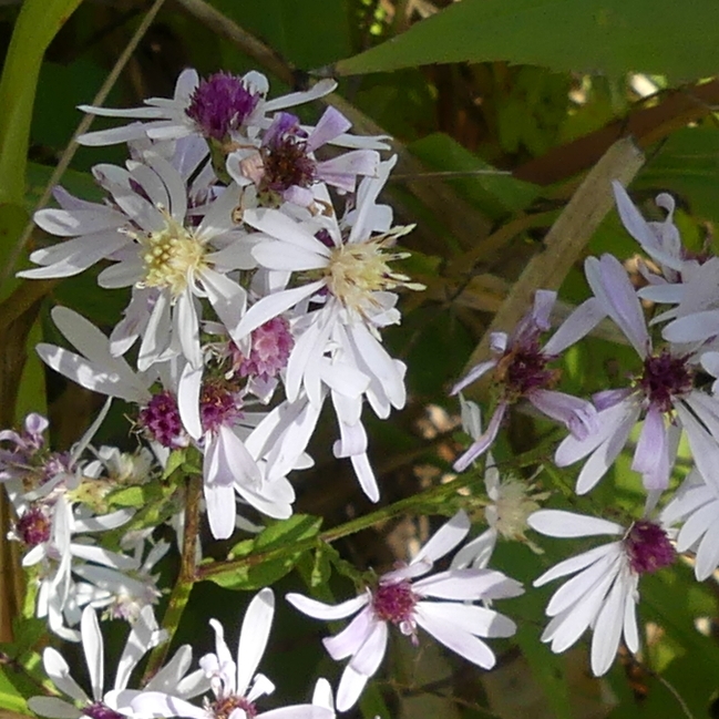 Plant image Aster lateriflorus 'Horizontalis'