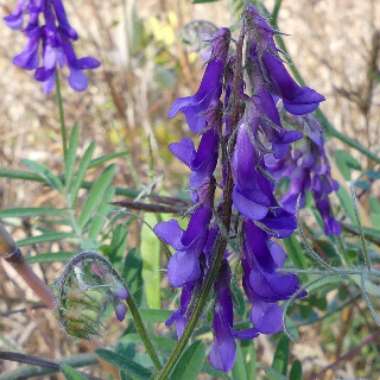 Vicia villosa