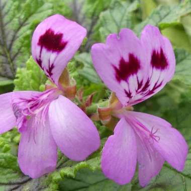 Pelargonium 'Citronella'